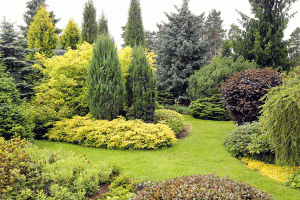 conifer-garden